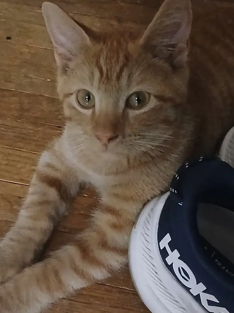 Garlic, a male kitten up for adoption