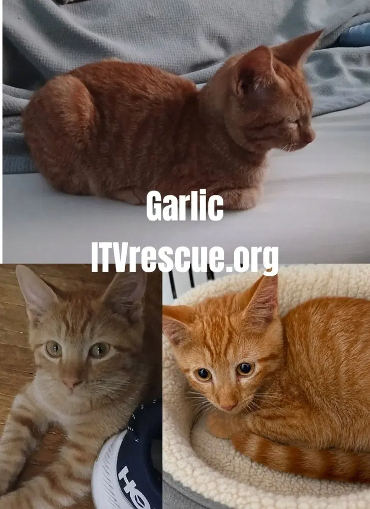 Garlic, photo 4