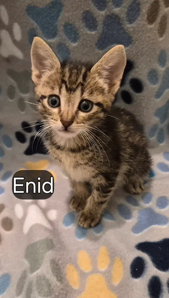 Enid, photo 4