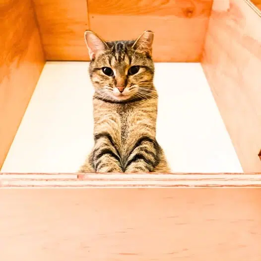 Clarissa, a young female cat up for adoption