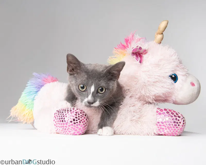 August, a young male cat up for adoption