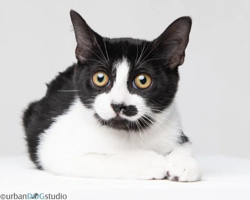 Charles, a young male cat up for adoption