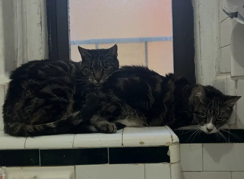 Harbor & Mariner, cats up for adoption