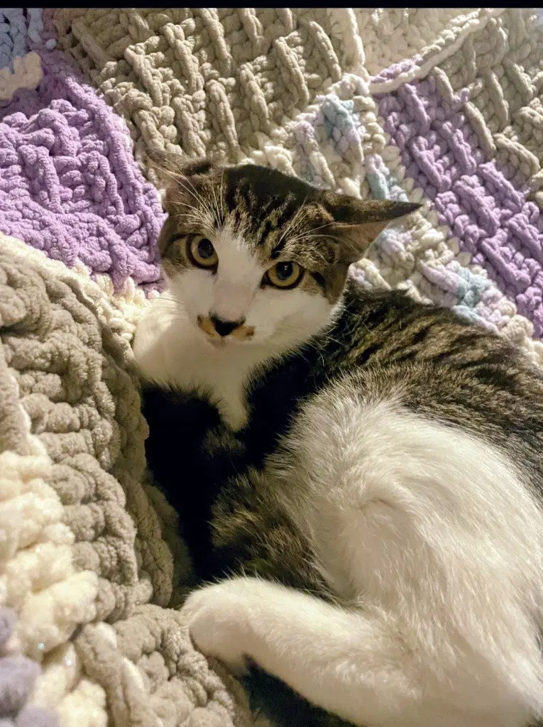 Felix, photo 2