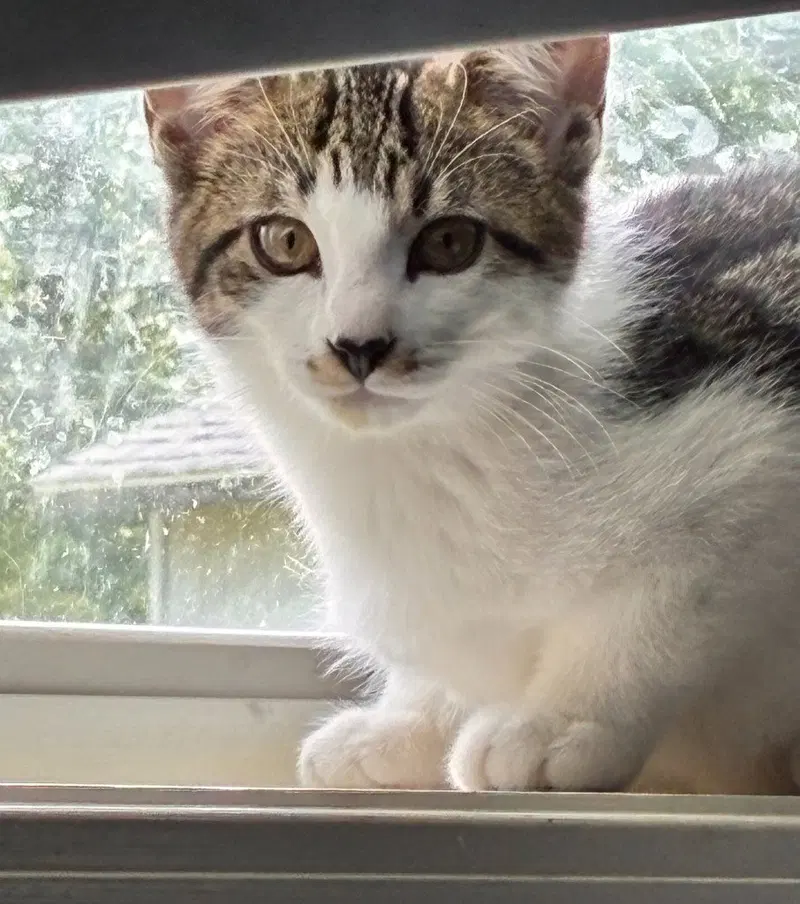 Felix, photo 3