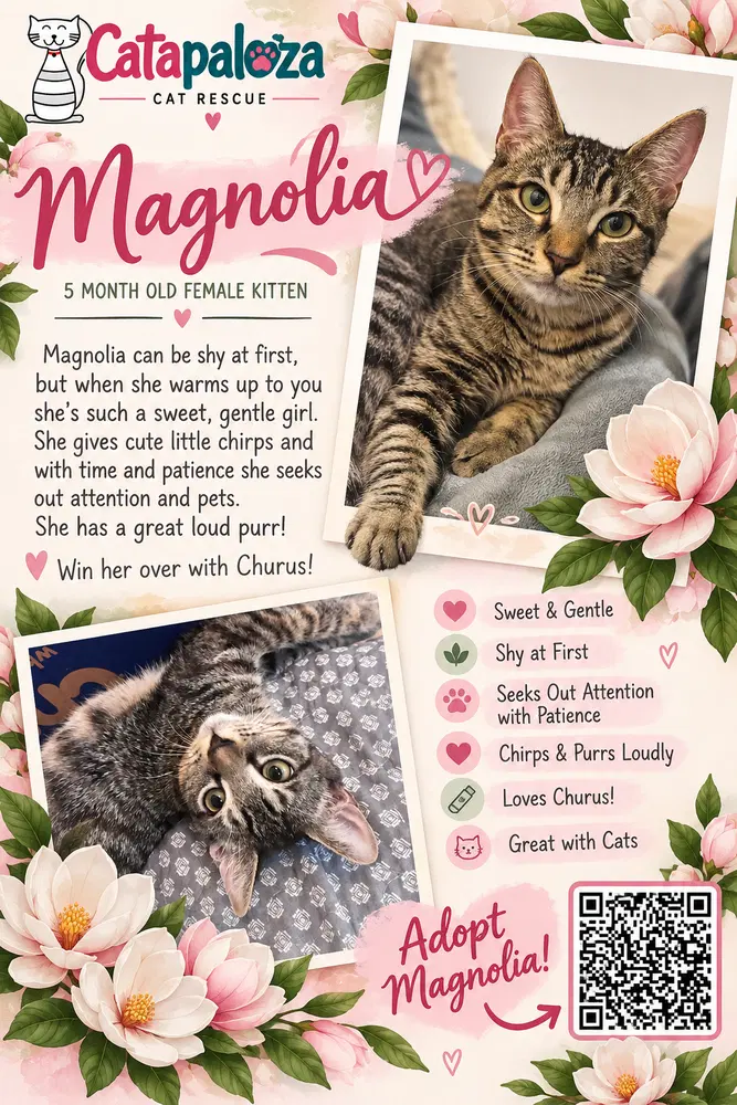 Magnolia, a female kitten up for adoption