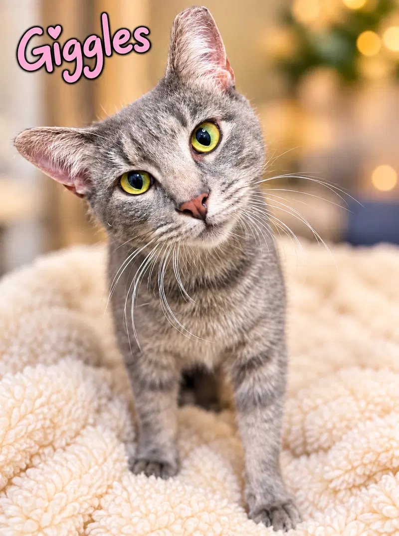 Giggles, a young female Tabby cat up for adoption