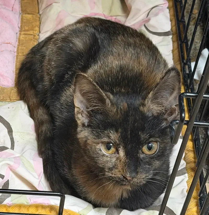 Mavis the Raisin, photo 3