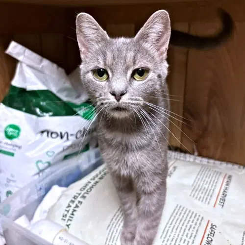 Lola, a young female Tabby cat up for adoption