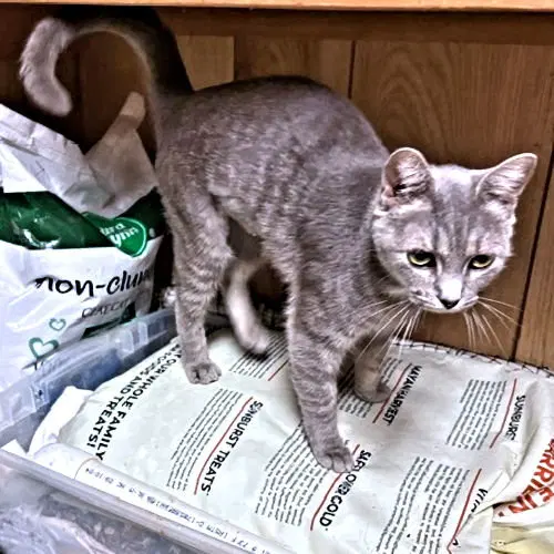 Lola, photo 3