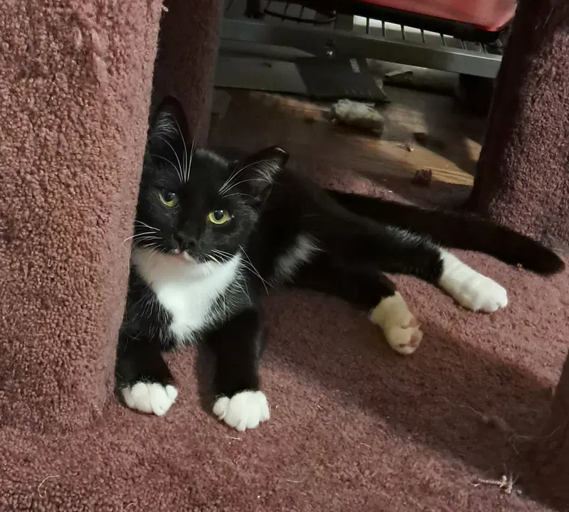JoJo, a young female cat up for adoption
