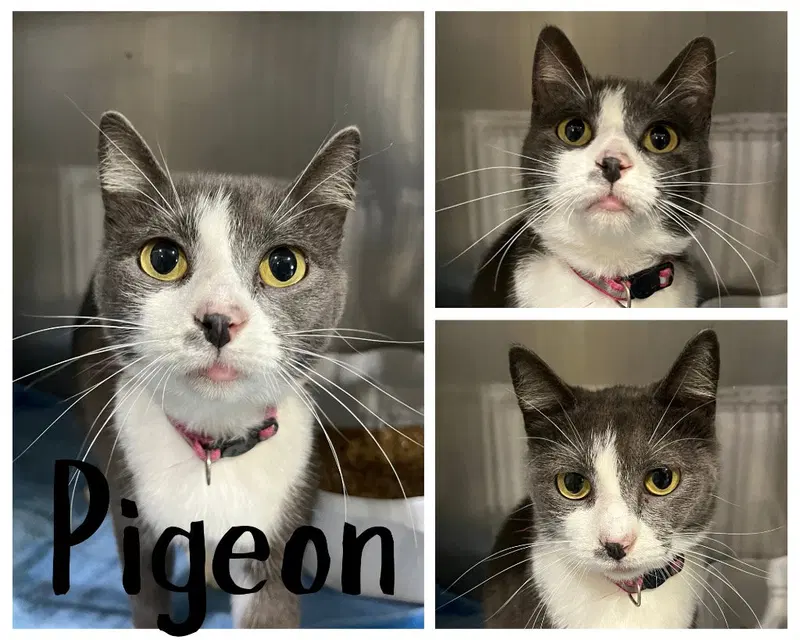 Pigeon, a young female cat up for adoption