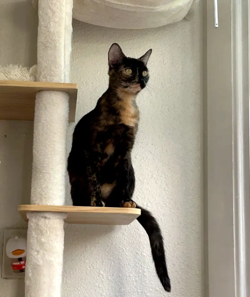 Savanah, a young female cat up for adoption