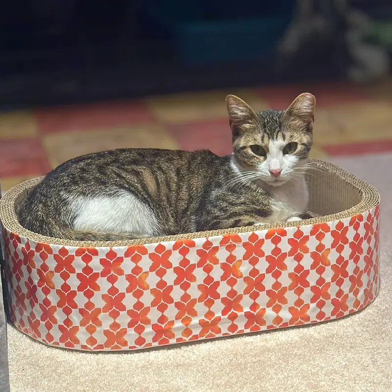 Catalina, a young female cat up for adoption