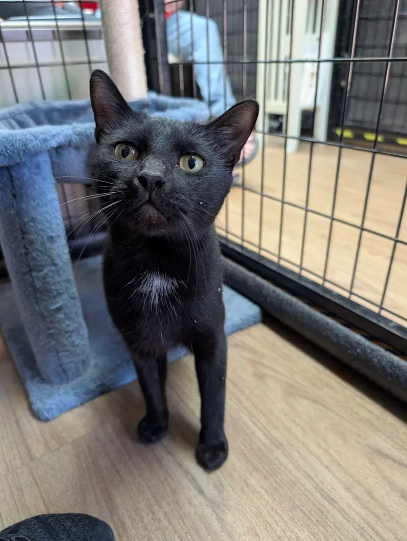 Kayden 9.10.25, an adult male cat up for adoption