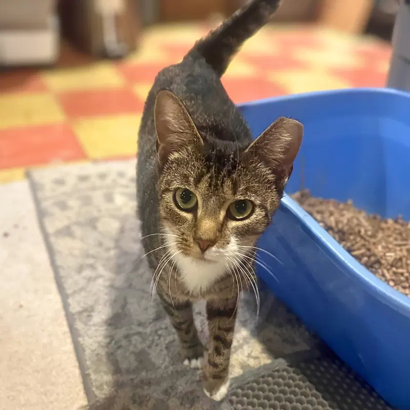 Sakina, a young female cat up for adoption