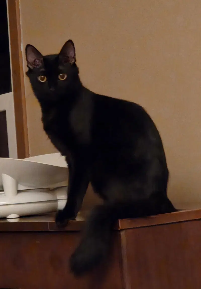 Zeppy, photo 2