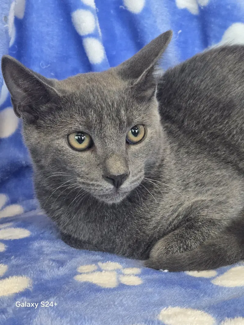 Billy Bob, a male cat up for adoption