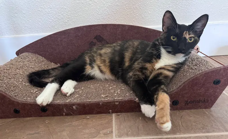 Nebula BONDED with Gamora, a young female Calico cat up for adoption