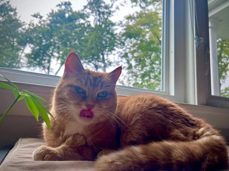 Bebe, an adult female cat up for adoption