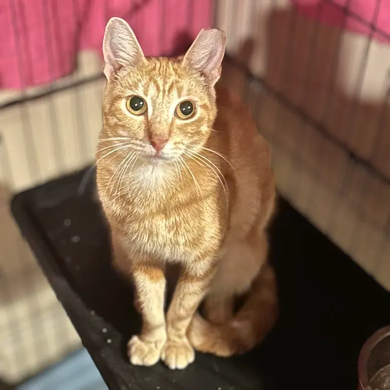 Fiorella, a young female cat up for adoption
