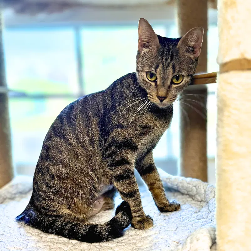 Emily, an adult female cat up for adoption