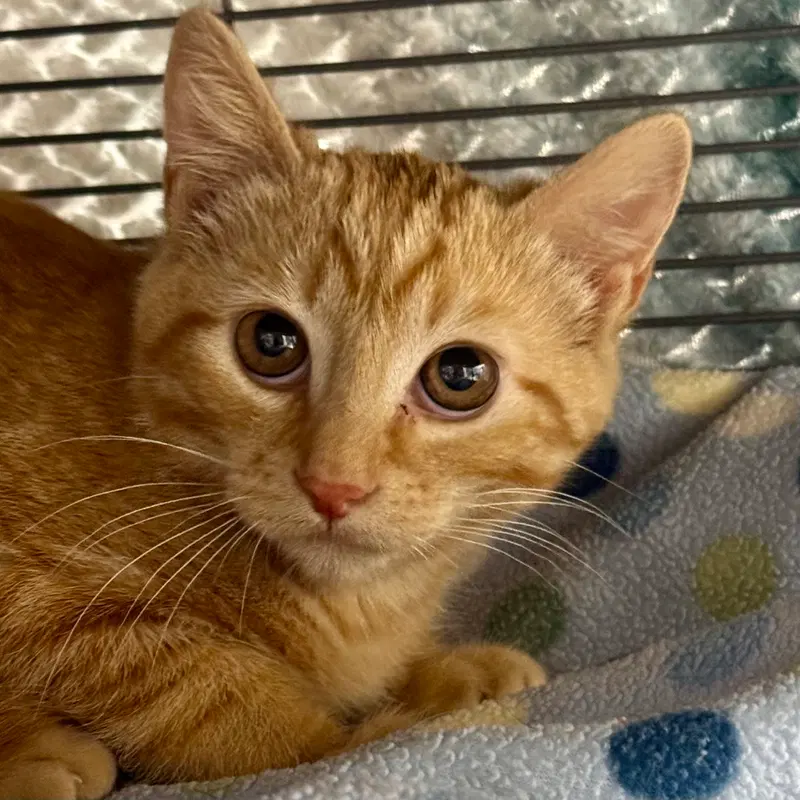 Ginger, photo 3