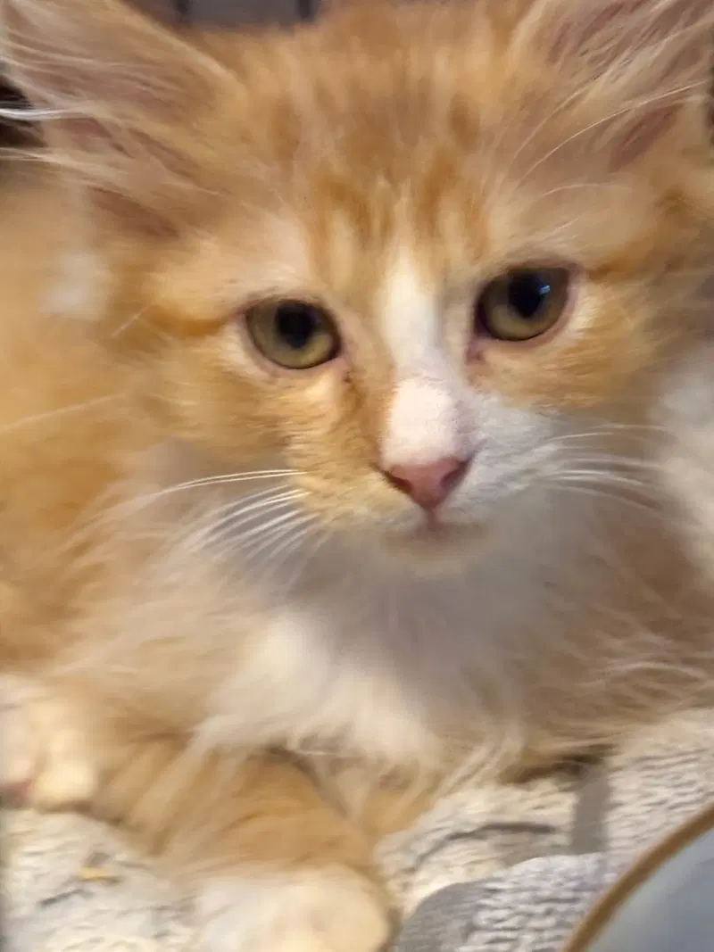 Salley, a female Maine Coon kitten up for adoption