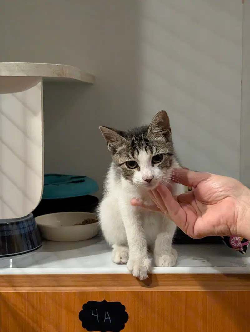Geo 5.28.26, a young female cat up for adoption