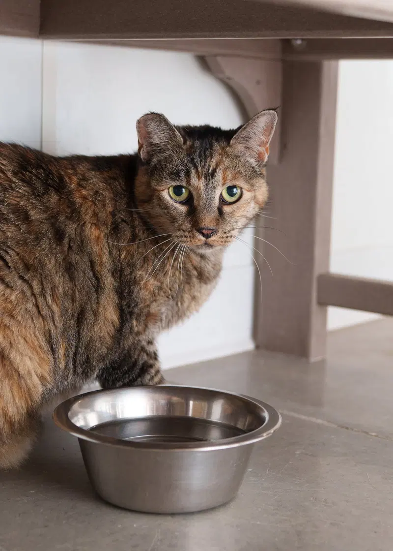 Bella, an adult female cat up for adoption