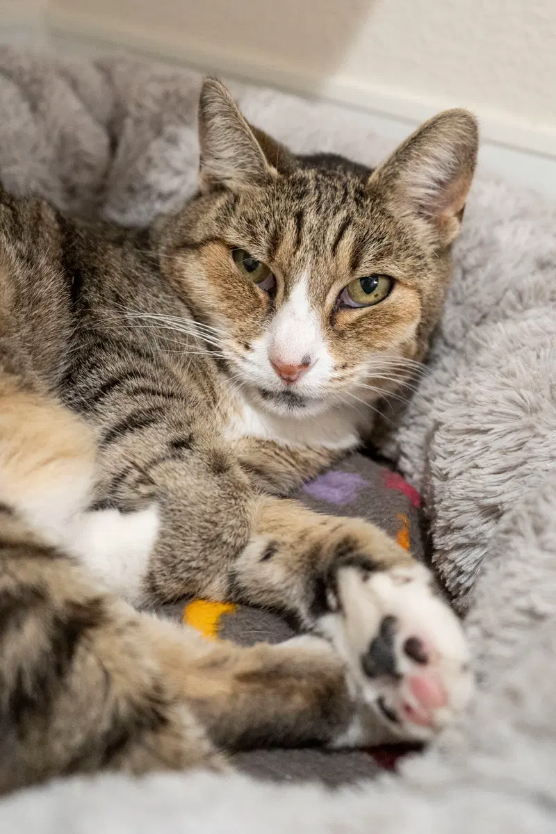Keke, an adult female cat up for adoption