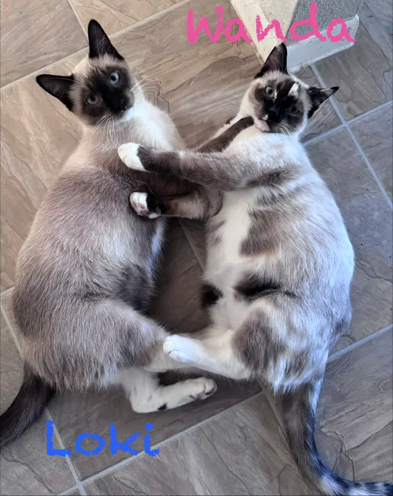 Wanda BONDED with Loki, photo 2