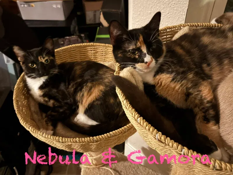 Gamora BONDED with Nebula, photo 2