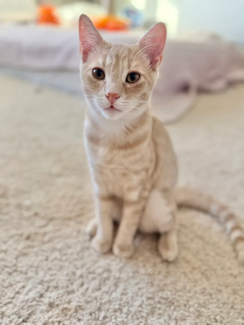 Knuckleball, a male cat up for adoption