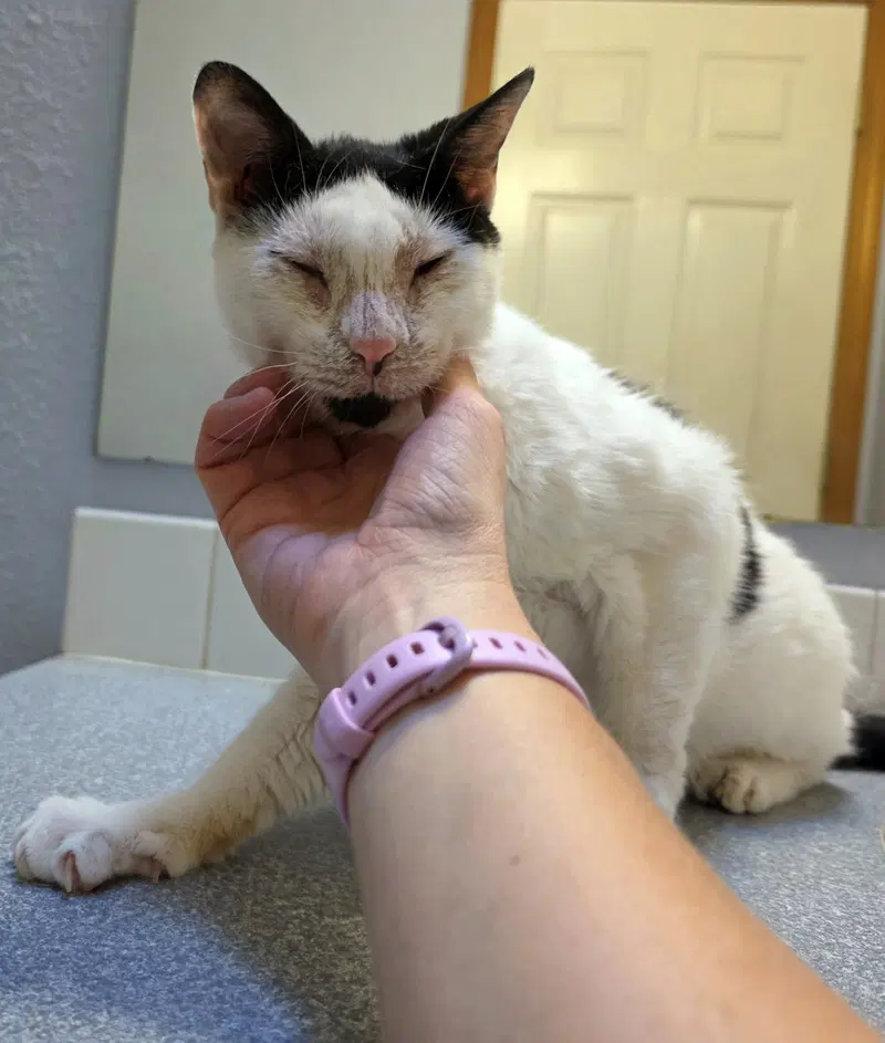 Maverick, an adult male cat up for adoption