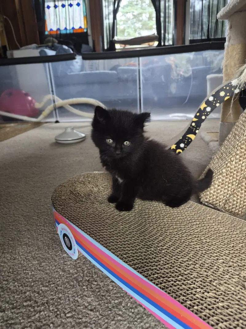 C340 Litter Puff, a male kitten up for adoption