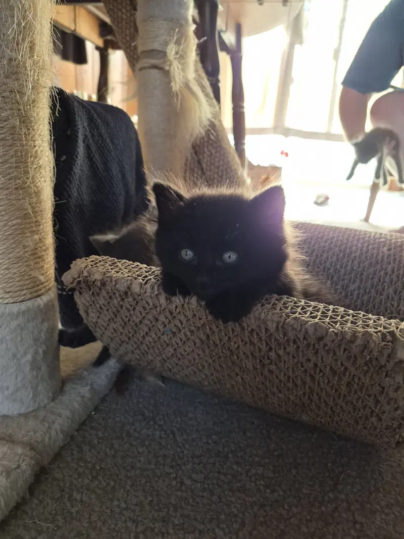 C340 Litter Puff, photo 2