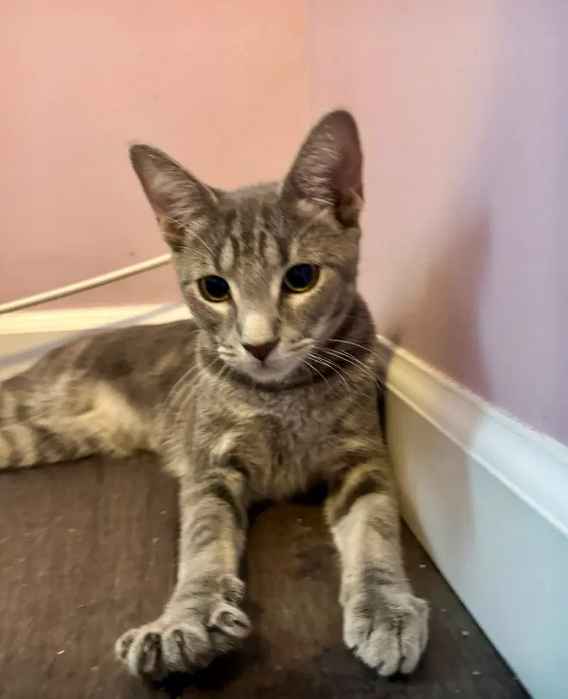Gabby, a female kitten up for adoption