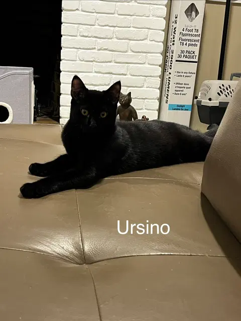Watch the video of Ursino