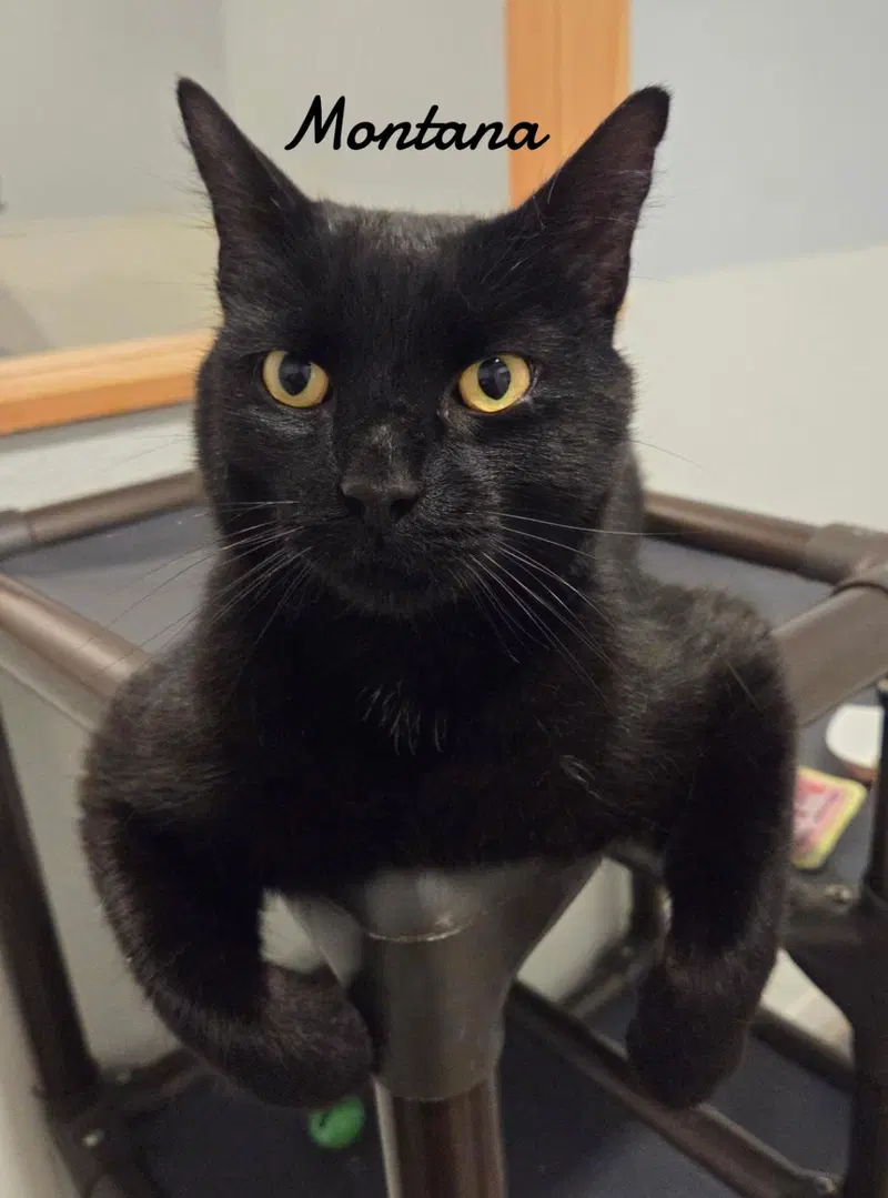 Montana, a young male cat up for adoption