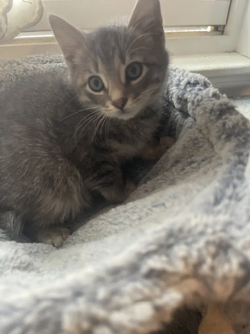 Abby, photo 2