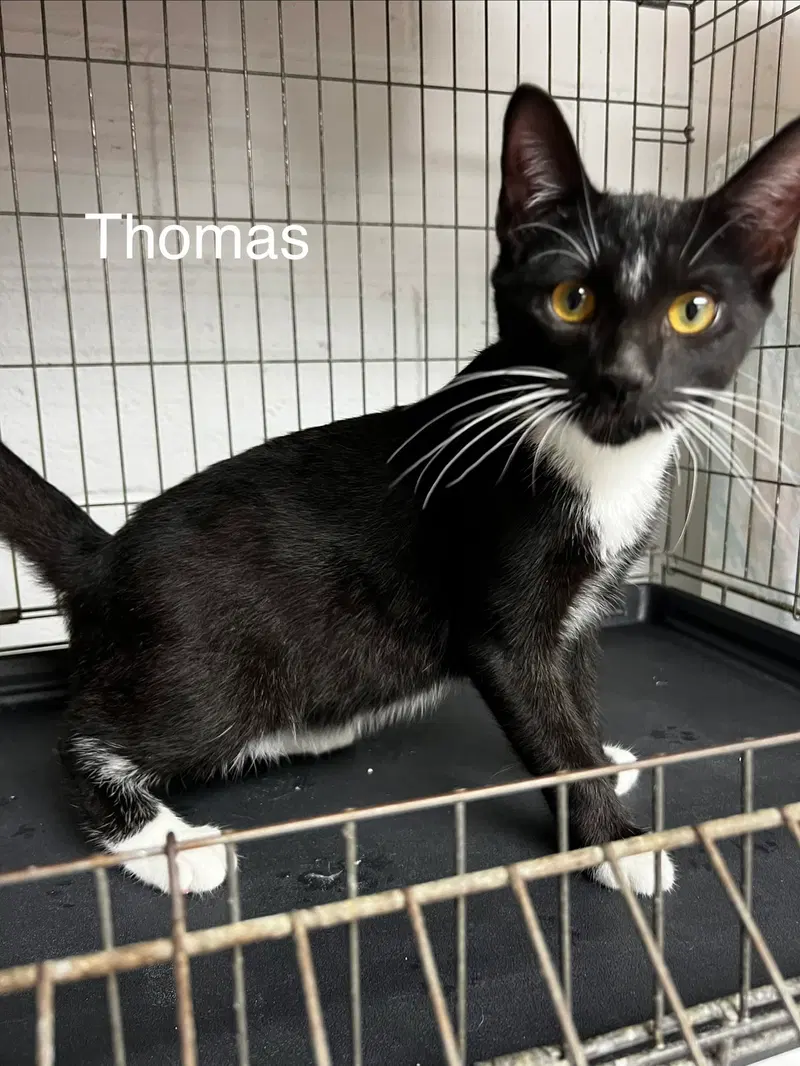 Thomas, a male Tuxedo kitten up for adoption