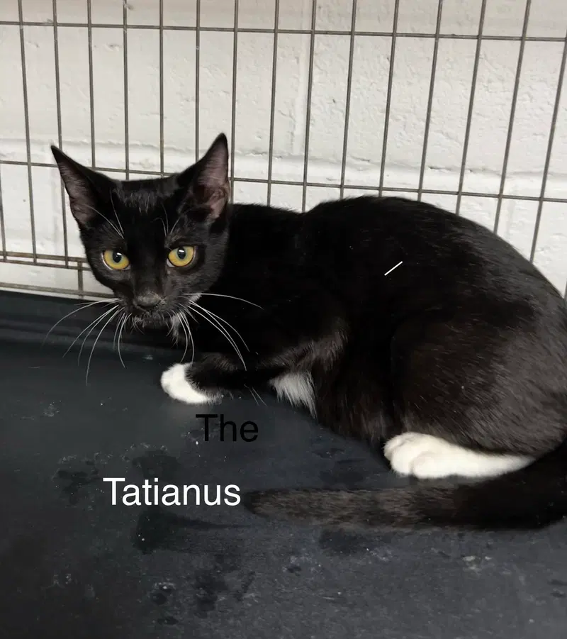 Tatianus, a male Tuxedo kitten up for adoption