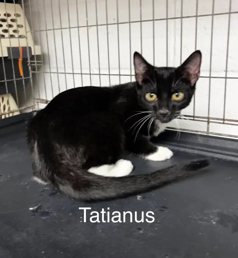 Tatianus, photo 2