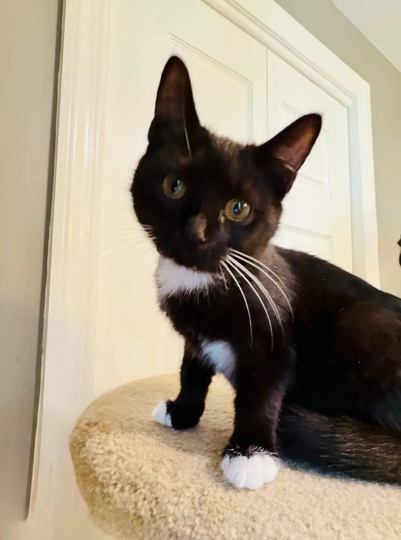 Tina, a female Tuxedo kitten up for adoption