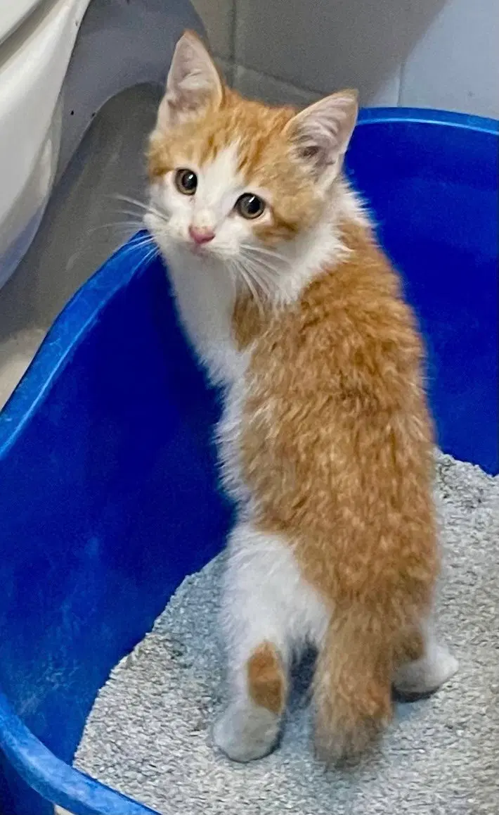 Oscar, a young male Tabby cat up for adoption