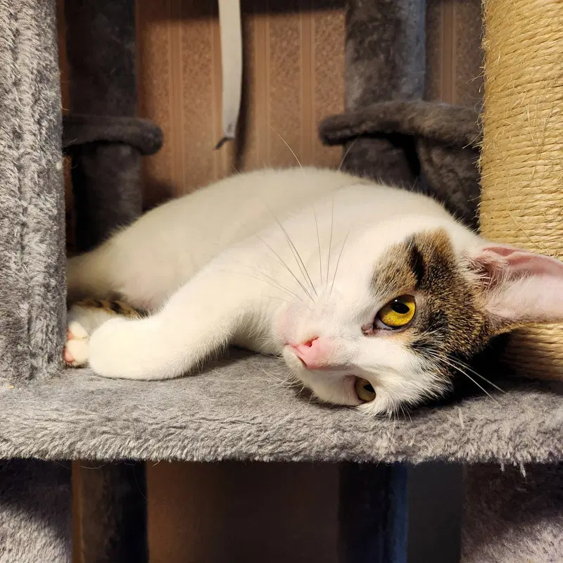 Minnie, an adult female cat up for adoption