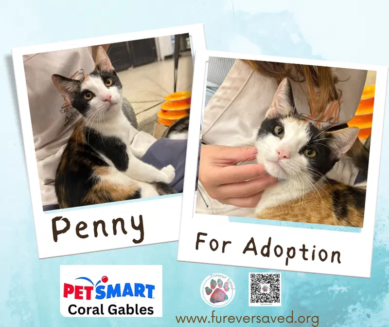 Penny, a female kitten up for adoption