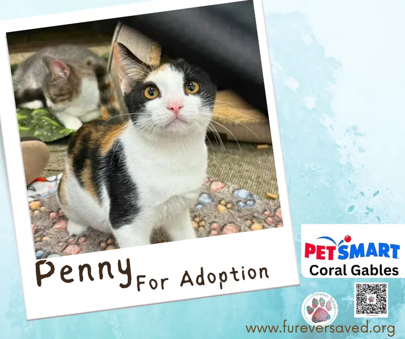 Penny, photo 4