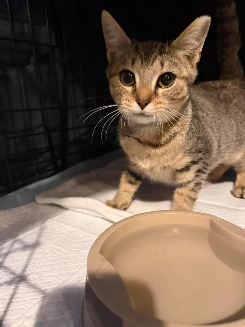 Larissa Weems, a female kitten up for adoption